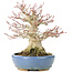 Acer palmatum, 17 cm, ± 25 años, con nebari de 8 cm en maceta Hattori hecha a mano
