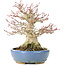 Acer palmatum, 17 cm, ± 25 years old, with a nebari of 8 cm in a handmade Hattori pot