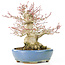 Acer palmatum, 17 cm, ± 25 years old, with a nebari of 8 cm in a handmade Hattori pot