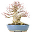 Acer palmatum, 17 cm, ± 25 anni, con un nebari di 8 cm in vaso Hattori fatto a mano