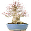 Acer palmatum, 17 cm, ± 25 jaar oud, met een nebari van 8 cm in een handgemaakte Hattori pot