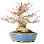 Acer palmatum, 17 cm, ± 25 anni, con un nebari di 8 cm in vaso Hattori fatto a mano