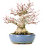 Acer palmatum, 17 cm, ± 25 anni, con un nebari di 8 cm in vaso Hattori fatto a mano