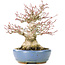 Acer palmatum, 17 cm, ± 25 Jahre alt, mit einem Nebari von 8 cm in einem handgefertigten Hattori-Topf