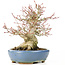 Acer palmatum, 17 cm, ± 25 años, con nebari de 8 cm en maceta Hattori hecha a mano