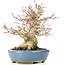 Acer palmatum, 17 cm, ± 25 years old, with a nebari of 8 cm in a handmade Hattori pot