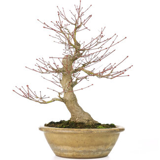 Other China Acer palmatum, 33 cm, ± 25 años