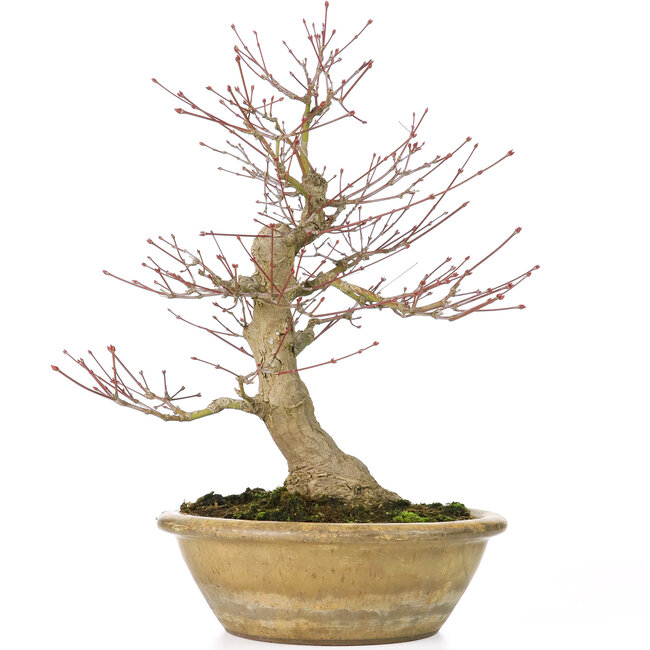 Acer palmatum, 33 cm, ± 25 ans, avec un nebari de 13 cm et dans un ancien pot chinois avec une fissure au dos