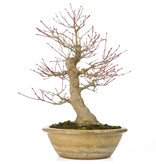 Other China Acer palmatum, 33 cm, ± 25 jaar oud, met een 13 cm nebari en in een antieke Chinese pot met een barst aan de achterkant