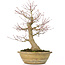 Acer palmatum, 33 cm, ± 25 jaar oud, met een 13 cm nebari en in een antieke Chinese pot met een barst aan de achterkant