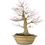 Acer palmatum, 33 cm, ± 25 years old, with a 13 cm nebari and in an antique Chinese pot with a crack on the back