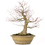 Acer palmatum, 33 cm, ± 25 years old, with a 13 cm nebari and in an antique Chinese pot with a crack on the back