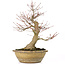 Acer palmatum, 33 cm, ± 25 ans, avec un nebari de 13 cm et dans un ancien pot chinois avec une fissure au dos