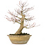 Acer palmatum, 33 cm, ± 25 anni, con un nebari di 13 cm e in un antico vaso cinese con una crepa sul dorso