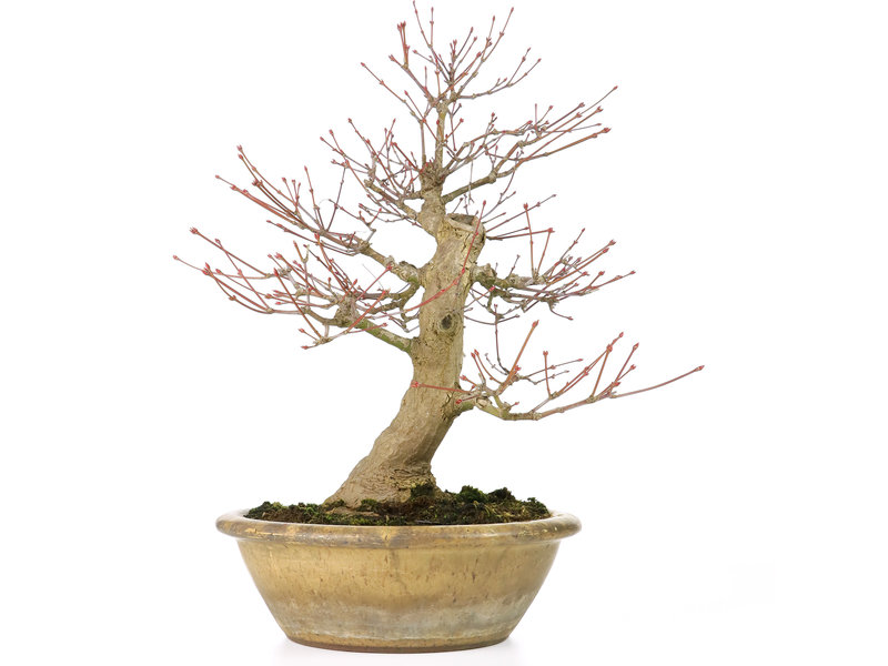 Other China Acer palmatum, 33 cm, ± 25 jaar oud, met een 13 cm nebari en in een antieke Chinese pot met een barst aan de achterkant