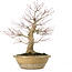 Acer palmatum, 33 cm, ± 25 anni, con un nebari di 13 cm e in un antico vaso cinese con una crepa sul dorso