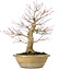 Acer palmatum, 33 cm, ± 25 years old, with a 13 cm nebari and in an antique Chinese pot with a crack on the back
