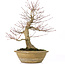 Acer palmatum, 33 cm, ± 25 anni, con un nebari di 13 cm e in un antico vaso cinese con una crepa sul dorso