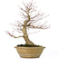 Acer palmatum, 33 cm, ± 25 years old, with a 13 cm nebari and in an antique Chinese pot with a crack on the back