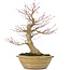 Acer palmatum, 33 cm, ± 25 jaar oud, met een 13 cm nebari en in een antieke Chinese pot met een barst aan de achterkant