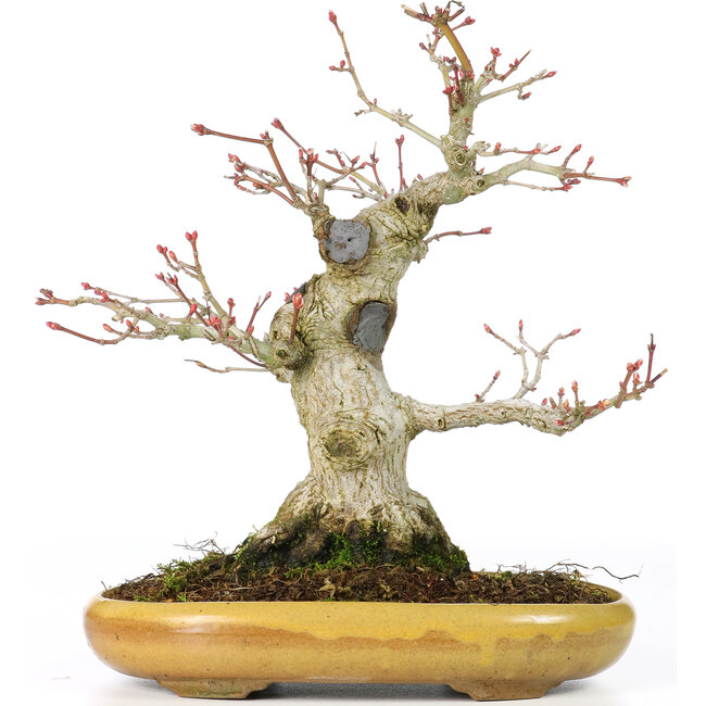 Acer palmatum, 21 cm, ± 25 años, con nebari de 8,5 cm