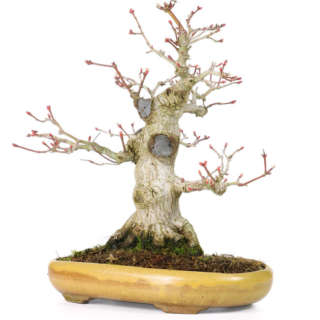 Acer palmatum, 21 cm, ± 25 jaar oud, met een nebari van 8,5 cm