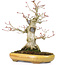 Acer palmatum, 21 cm, ± 25 anni, con un nebari di 8,5 cm