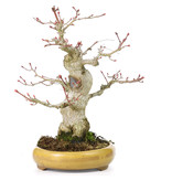 Acer palmatum, 21 cm, ± 25 jaar oud, met een nebari van 8,5 cm