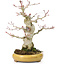Acer palmatum, 21 cm, ± 25 jaar oud, met een nebari van 8,5 cm