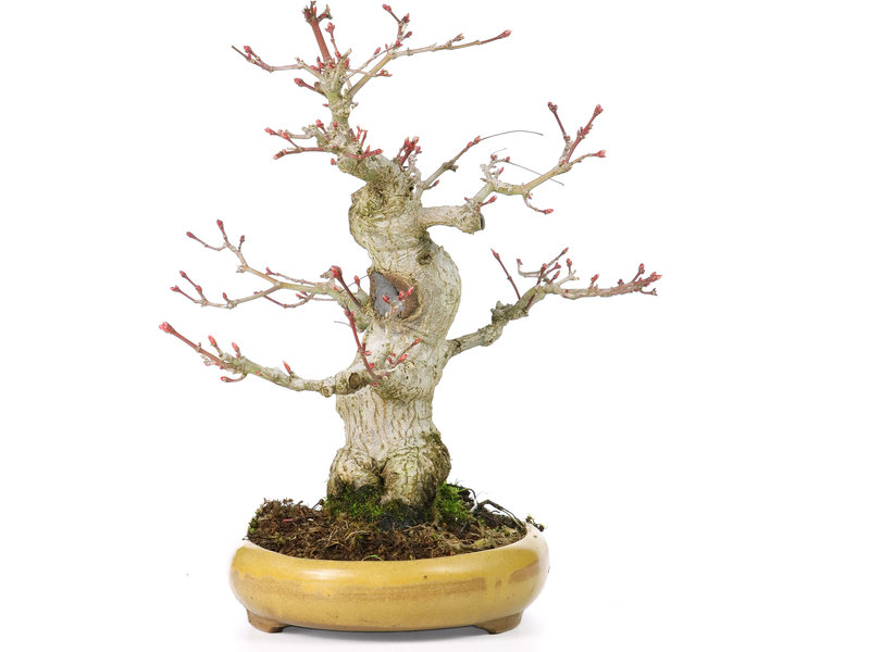 Acer palmatum, 21 cm, ± 25 Jahre alt, mit einem Nebari von 8,5 cm