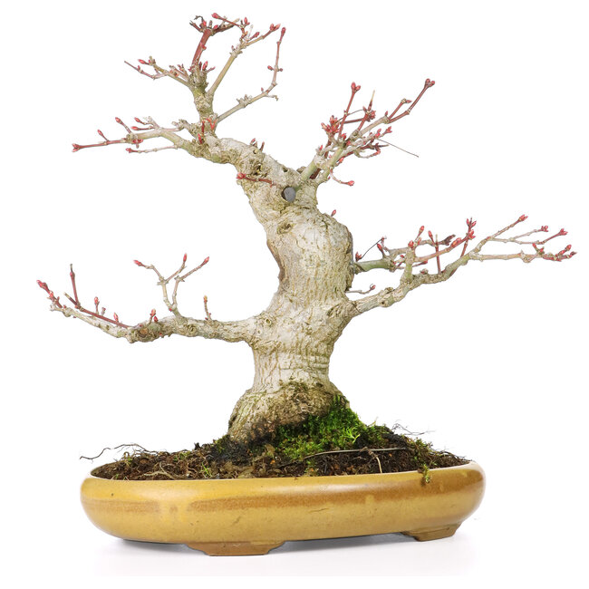 Acer palmatum, 21 cm, ± 25 anni, con un nebari di 8,5 cm
