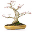 Acer palmatum, 21 cm, ± 25 anni, con un nebari di 8,5 cm