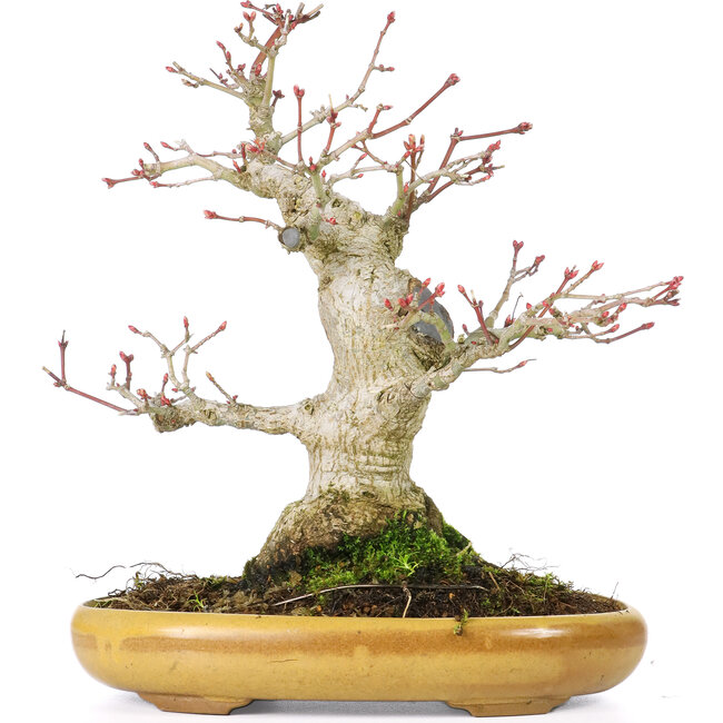 Acer palmatum, 21 cm, ± 25 Jahre alt, mit einem Nebari von 8,5 cm
