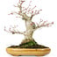 Acer palmatum, 21 cm, ± 25 años, con nebari de 8,5 cm