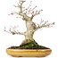 Acer palmatum, 21 cm, ± 25 years old, with a nebari of 8,5 cm