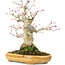 Acer palmatum, 21 cm, ± 25 años, con nebari de 8,5 cm