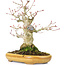 Acer palmatum, 21 cm, ± 25 Jahre alt, mit einem Nebari von 8,5 cm