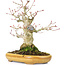 Acer palmatum, 21 cm, ± 25 years old, with a nebari of 8,5 cm