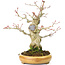 Acer palmatum, 21 cm, ± 25 ans, avec un nebari de 8,5 cm