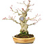 Acer palmatum, 21 cm, ± 25 years old, with a nebari of 8,5 cm