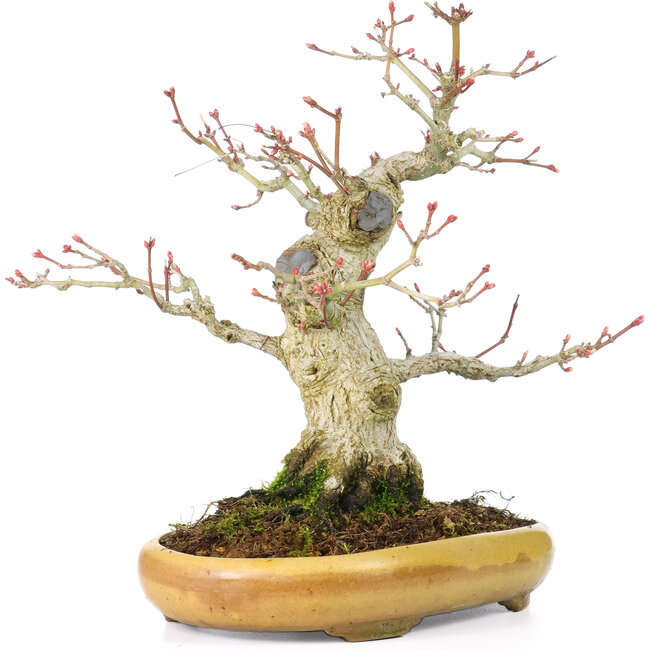 Acer palmatum, 21 cm, ± 25 years old, with a nebari of 8,5 cm