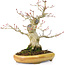 Acer palmatum, 21 cm, ± 25 years old, with a nebari of 8,5 cm