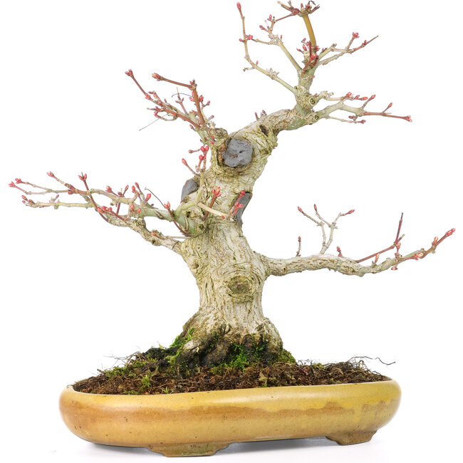 Acer palmatum, 21 cm, ± 25 Jahre alt, mit einem Nebari von 8,5 cm