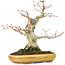 Acer palmatum, 21 cm, ± 25 años, con nebari de 8,5 cm