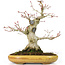 Acer palmatum, 21 cm, ± 25 anni, con un nebari di 8,5 cm