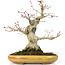 Acer palmatum, 21 cm, ± 25 years old, with a nebari of 8,5 cm