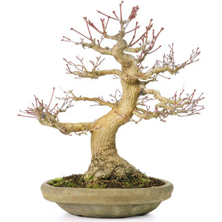 Acer palmatum, 27 cm, ± 30 Jahre alt