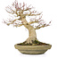 Acer palmatum, 27 cm, ± 30 Jahre alt, mit einem Nebari von 12 cm und einem Riss an der Vorderseite des Topfes