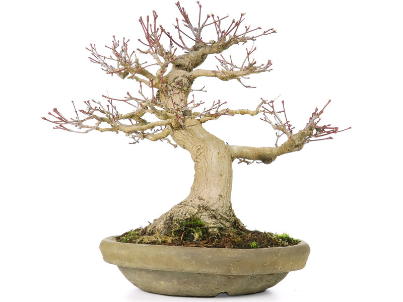 Acer palmatum, 27 cm, ± 30 jaar oud, met een nebari van 12 cm en een barst in de voorkant van de pot