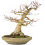Acer palmatum, 27 cm, ± 30 jaar oud, met een nebari van 12 cm en een barst in de voorkant van de pot